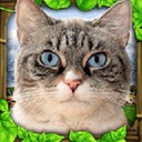 流浪猫模拟器无限经验版 v1.0.4